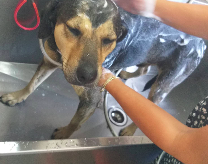 Clínica Bem Estar Animal Veterinária - foto 1