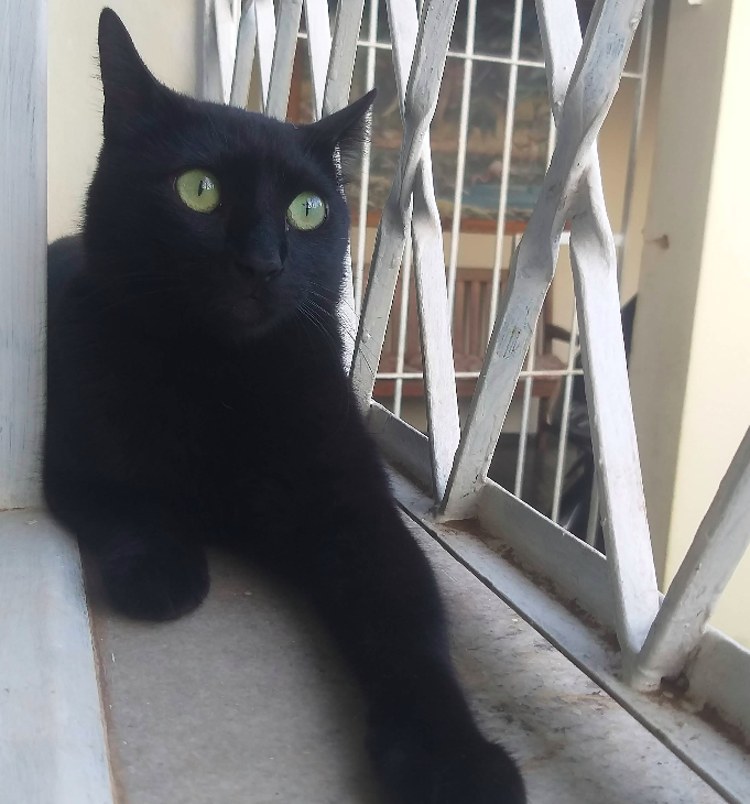 Clínica Bem Estar Animal Veterinária - foto 4